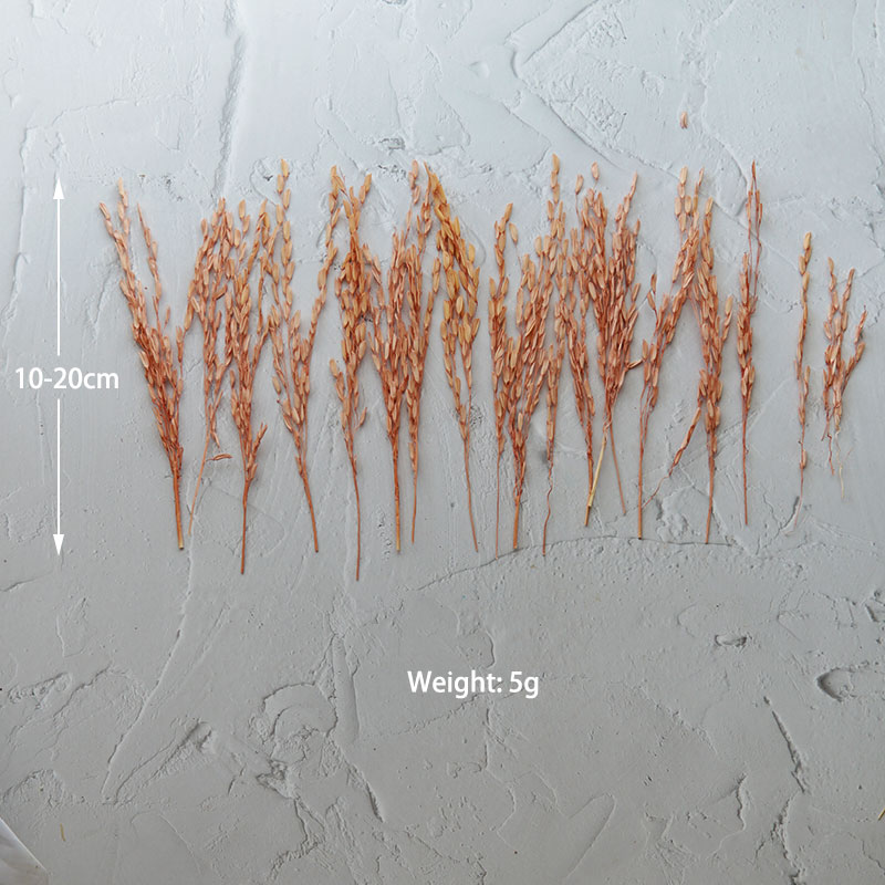 5g/Broomcorn Dyed Dried Nature - Candle Making Los Angeles reseña y precio
